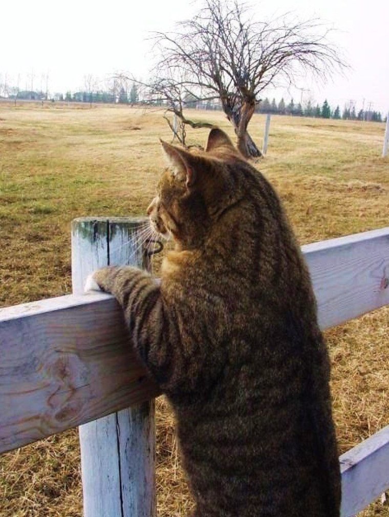 Деревня лето коты