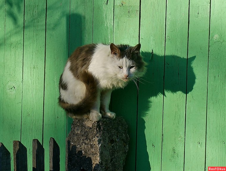 Кот деревенский матерый