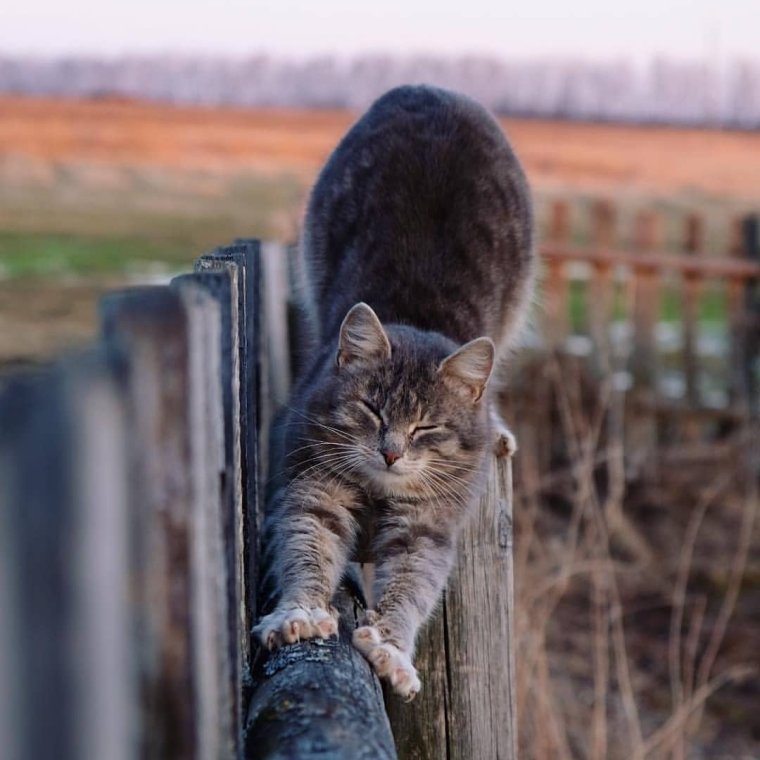 Кот на заборе