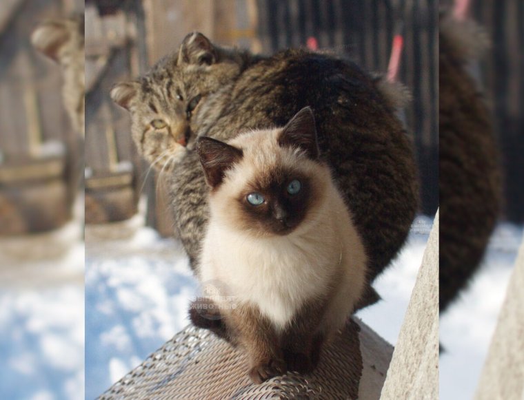 Острожные коты