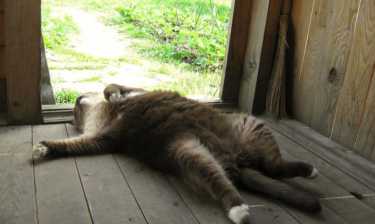 Животные на даче