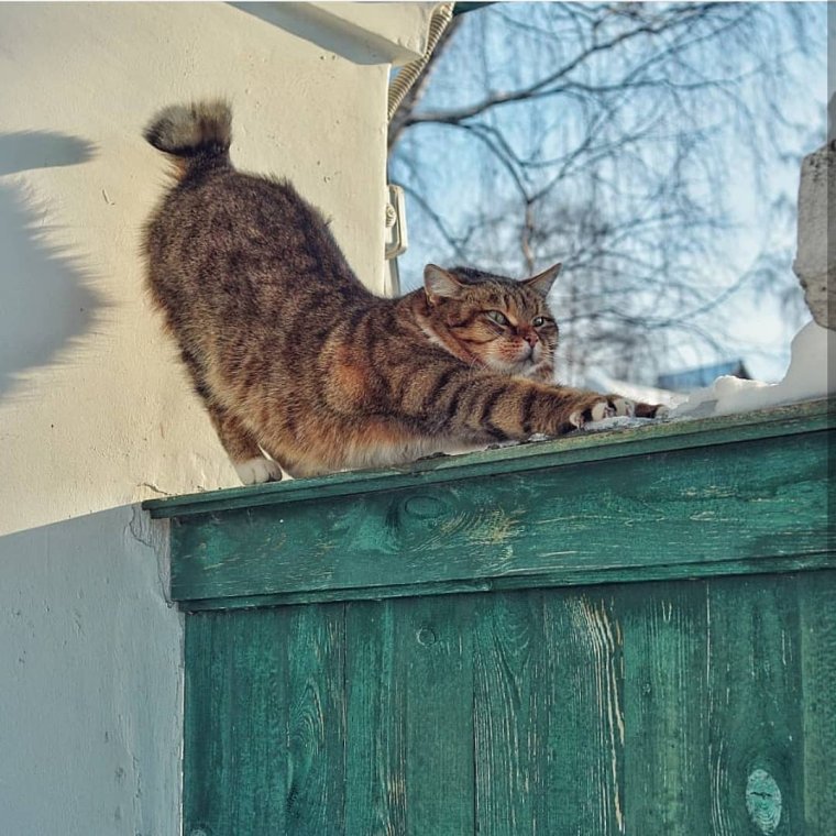 Коты Деревенские смешные