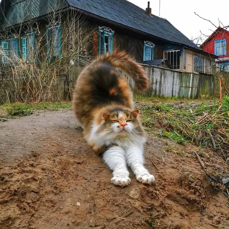 Кот в деревне