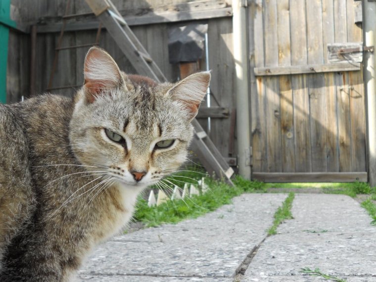 Кот серый деревенский