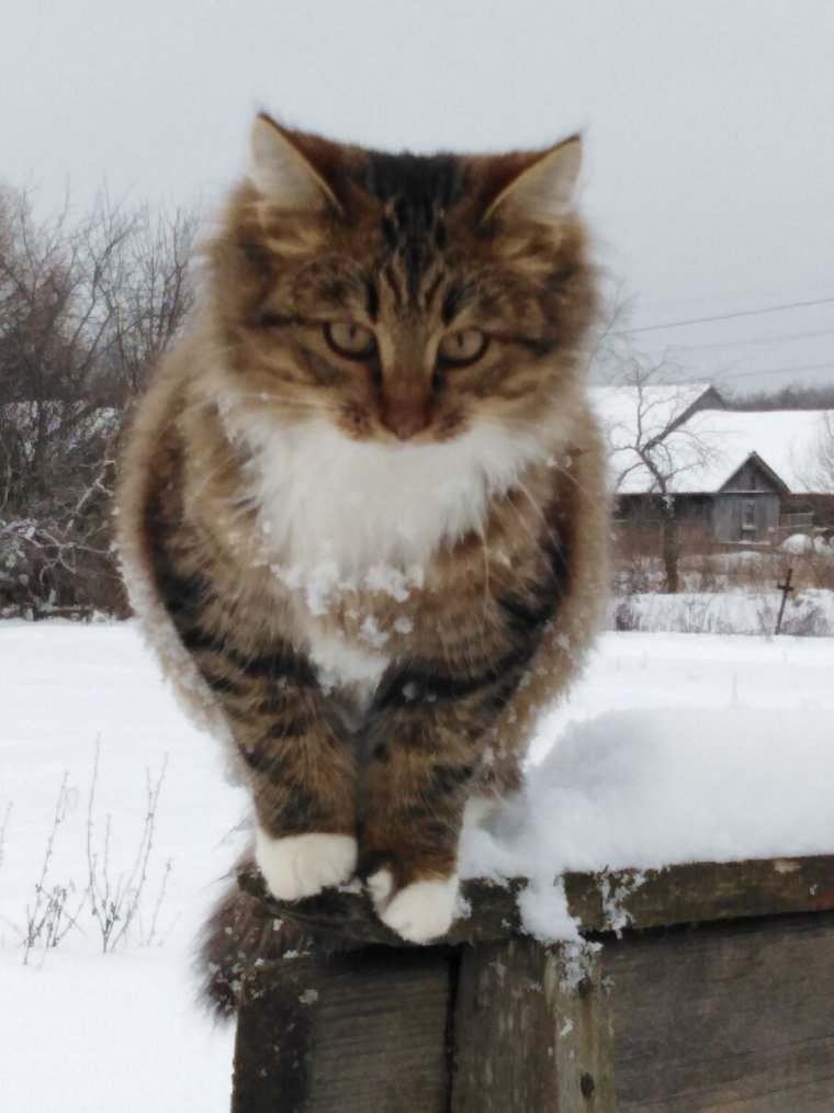 Суровый деревенский кот