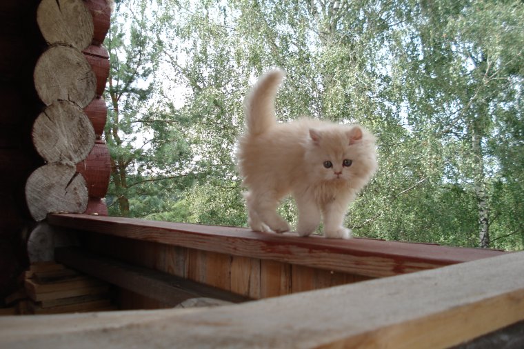 Котята Деревенские