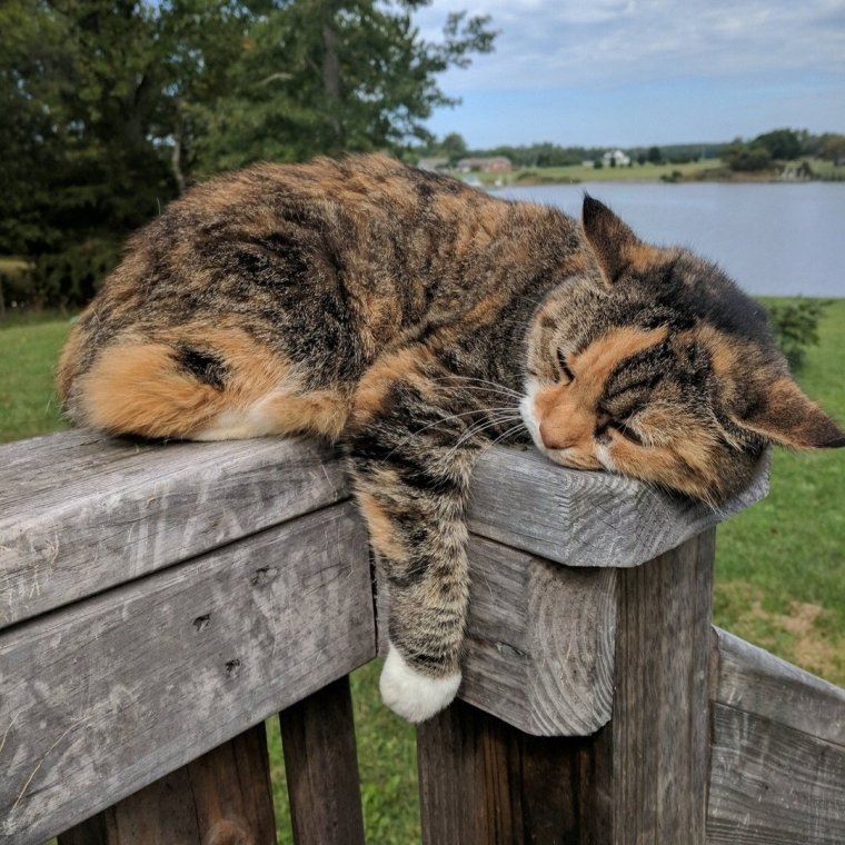 Кошка в деревне