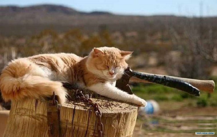 Рыжий кот с топором