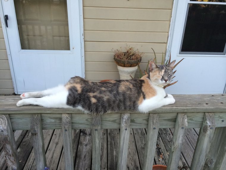 Смешной деревенский кот