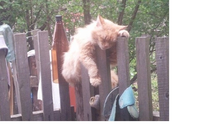 Кот на заборе прикол