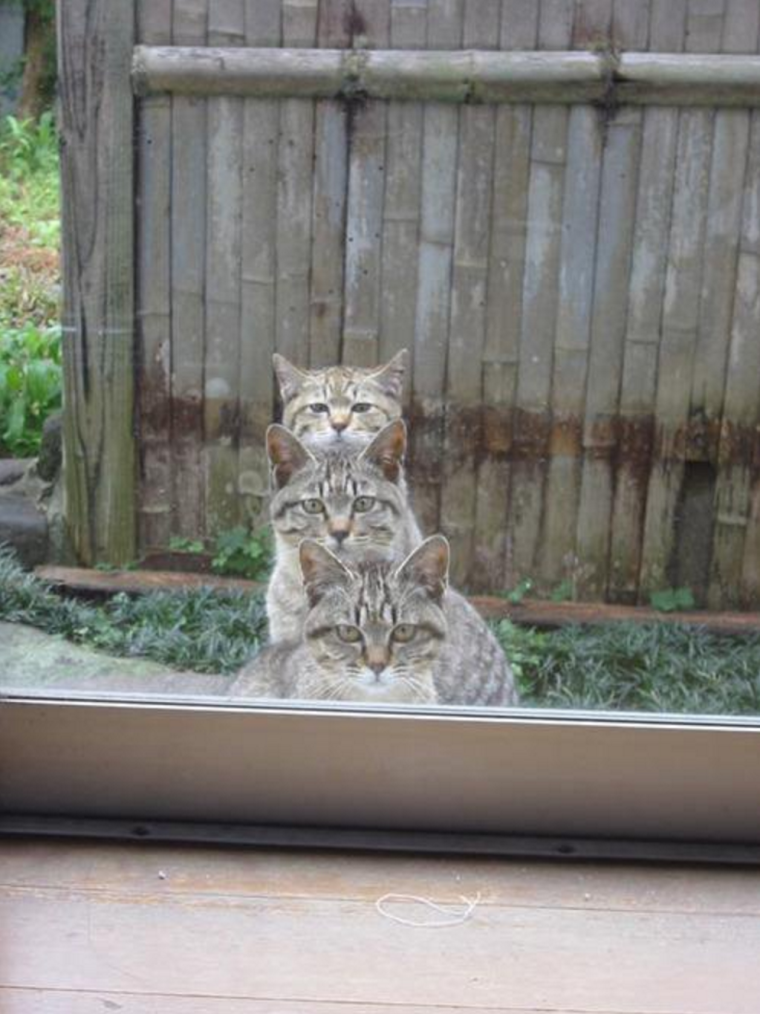 Смешные коты ждут