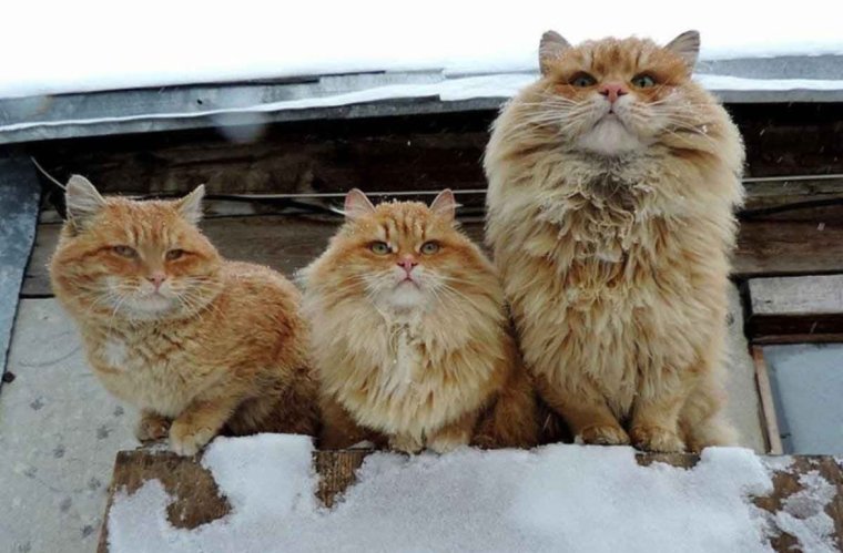 Алла Лебедева Кошляндия