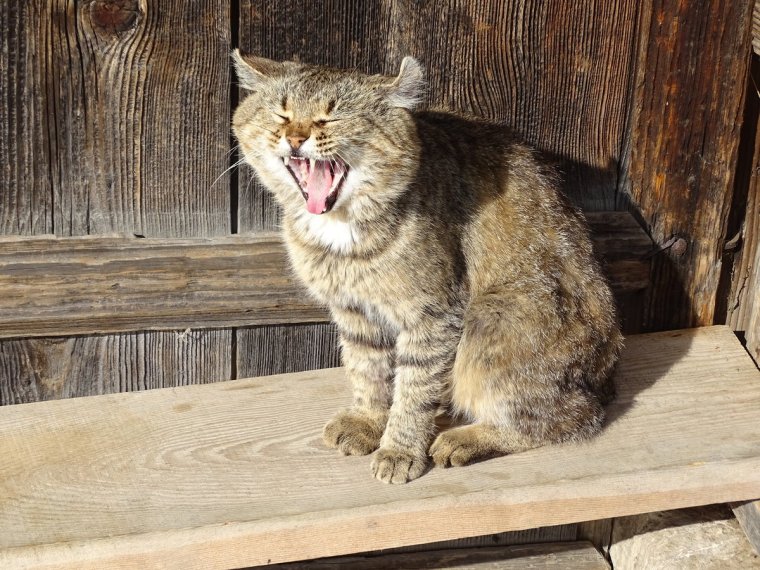 Деревенский котяра