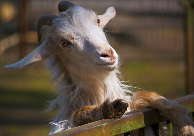 Гламурная коза