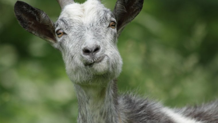 Забавный козленок