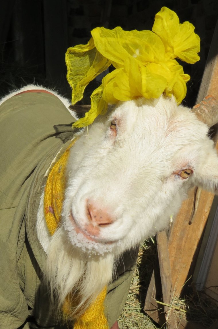 Коза Валдайская