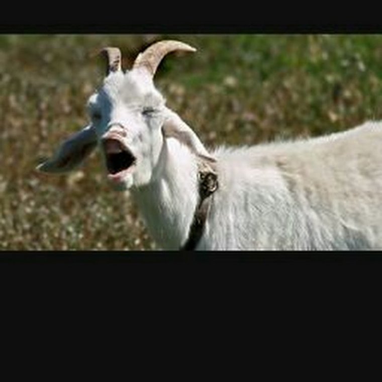 Пьяный козел