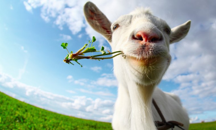 Козы смешно