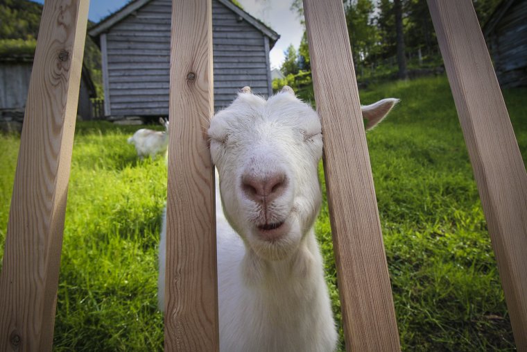 Улыбка козы