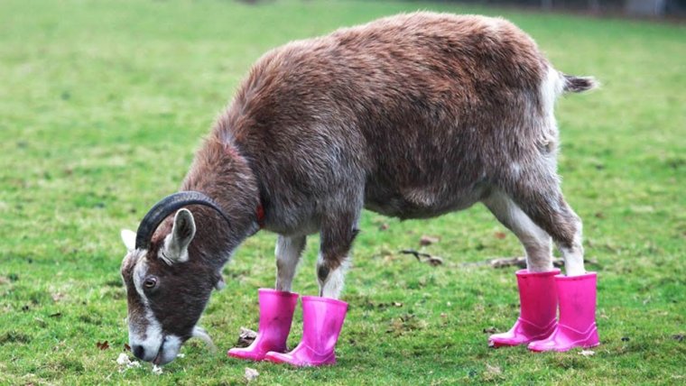 Забор для коз