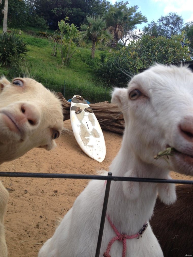 Смешной козлик