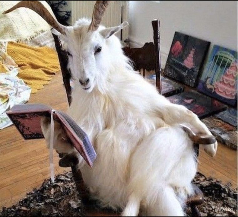 Кудрявый козел