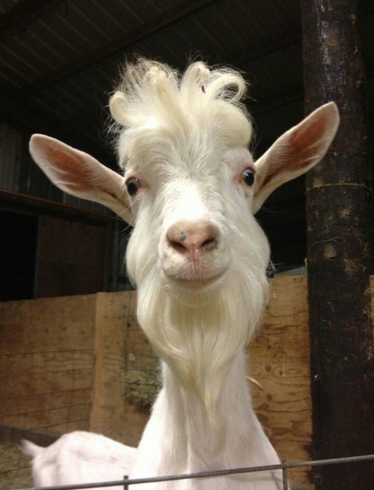 Черный козел