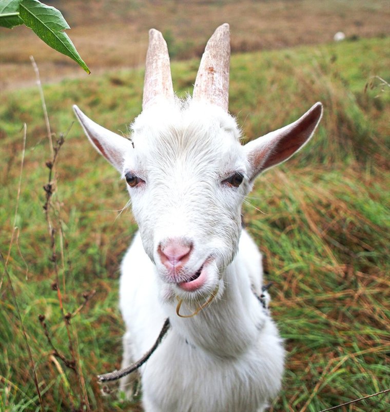 Смешные козлята