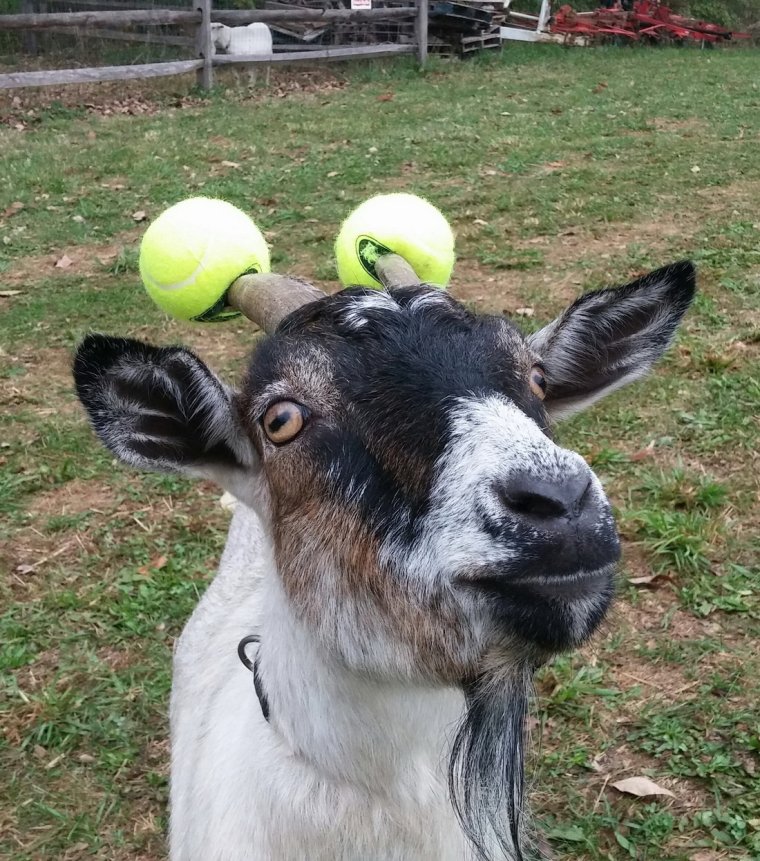 Коза прикол