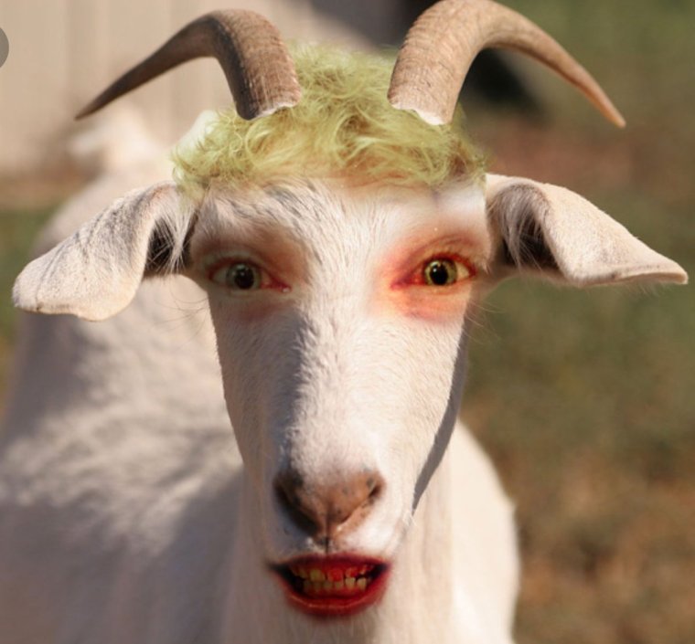 Смешная коза