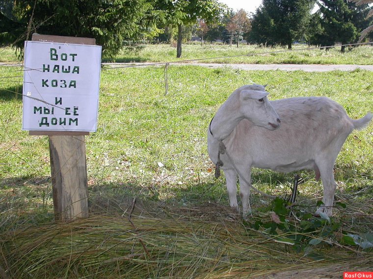 Приколы с козлами