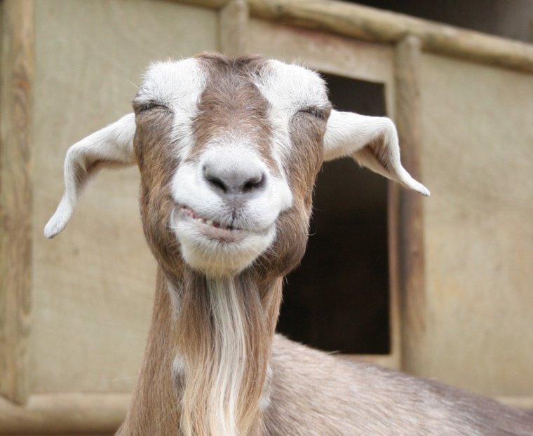 Радостная коза