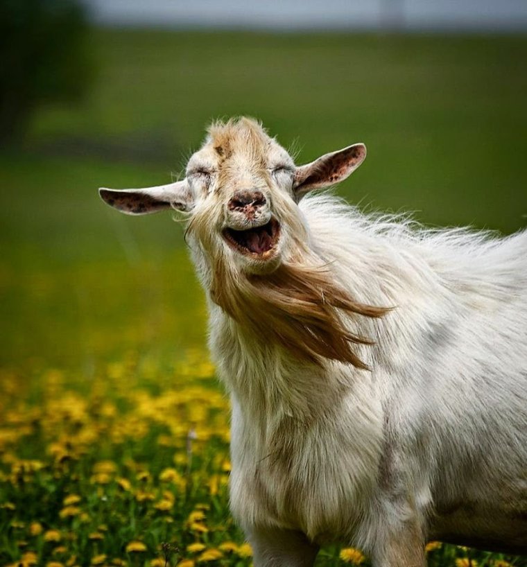 Довольная коза