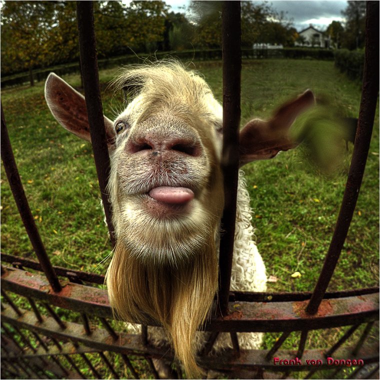 Коза прикол