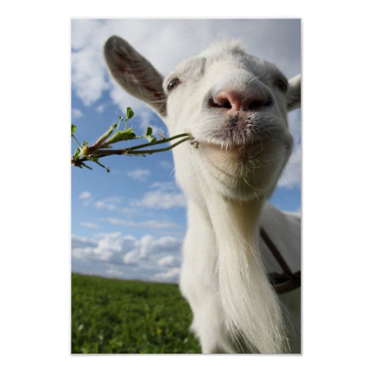 Прикольный козёл