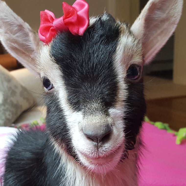 Козел улыбается