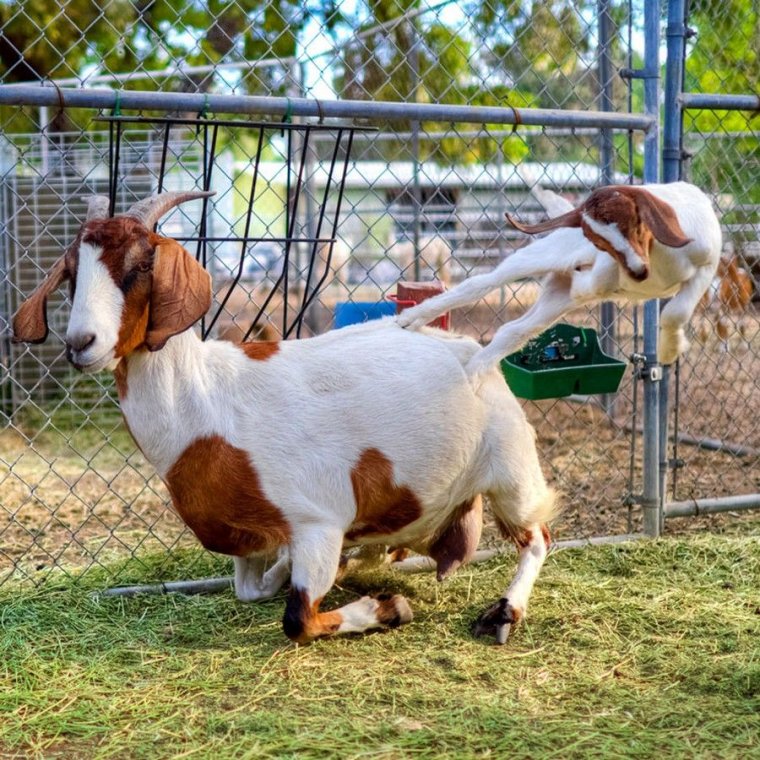 Козья морда