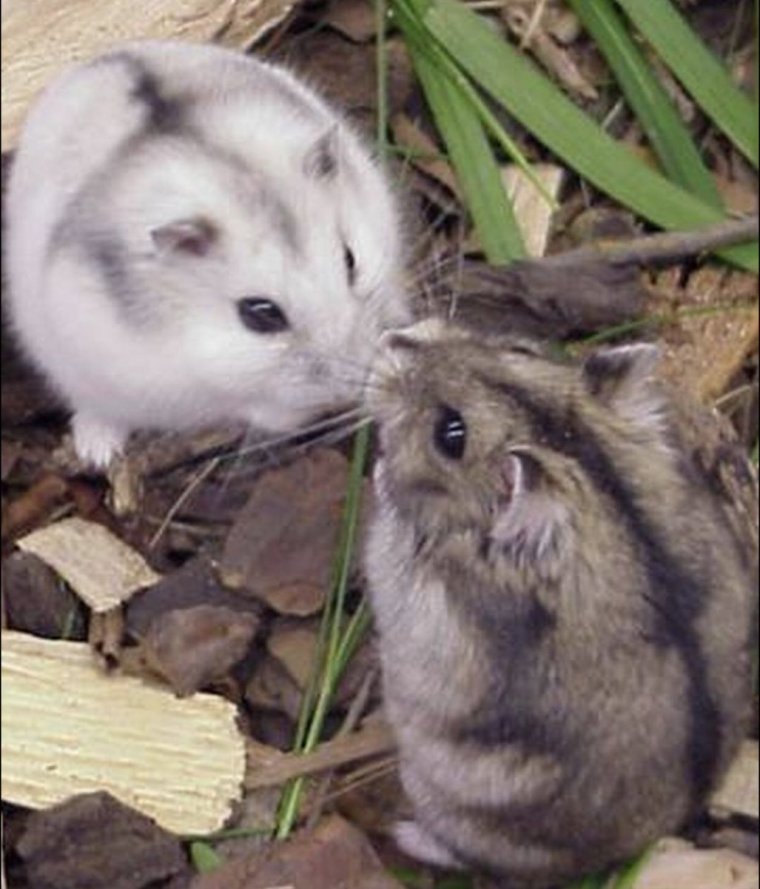 Хомяк джунгарский