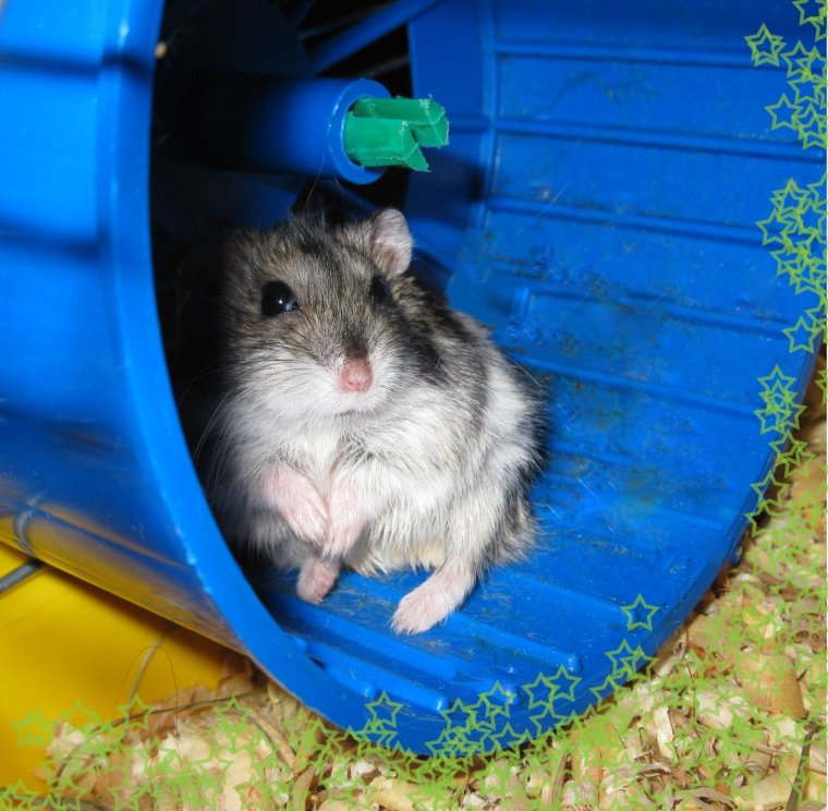 Хомяк джунгарский