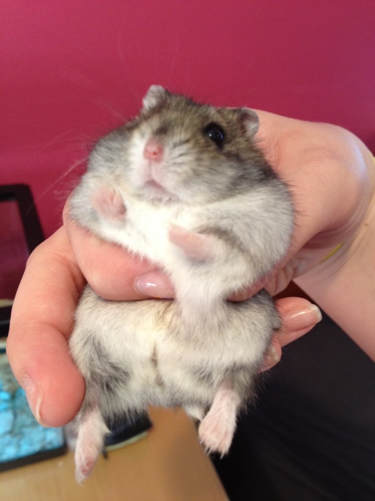 Джунгарский хомячок толстый