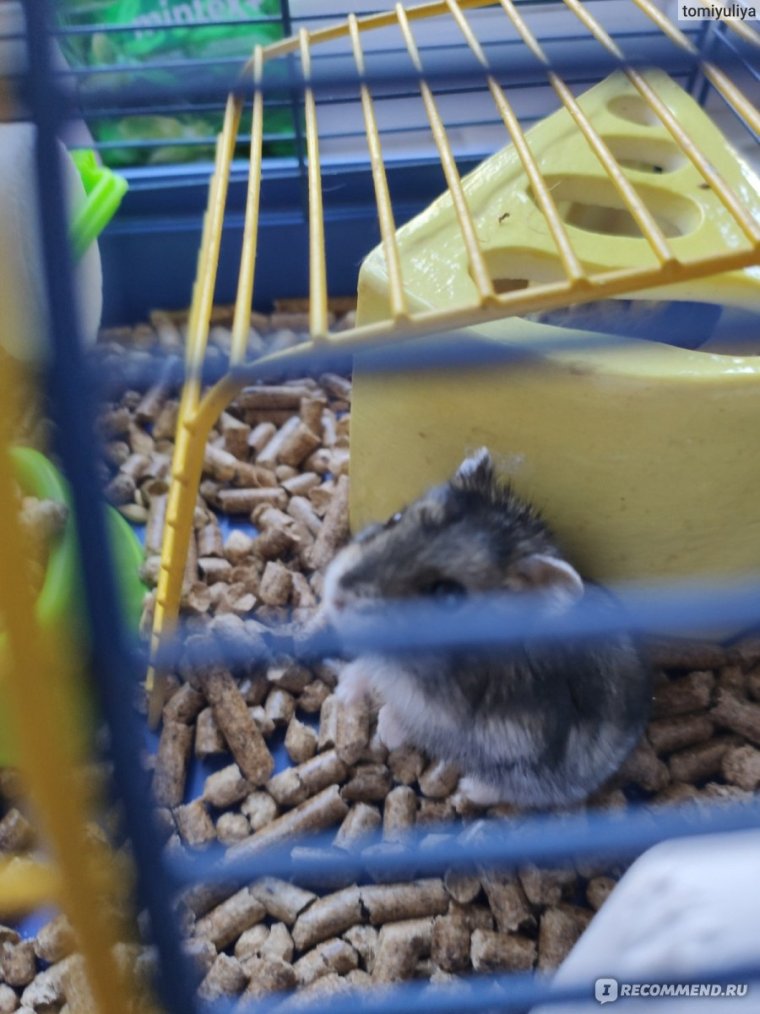 Злой джунгарик