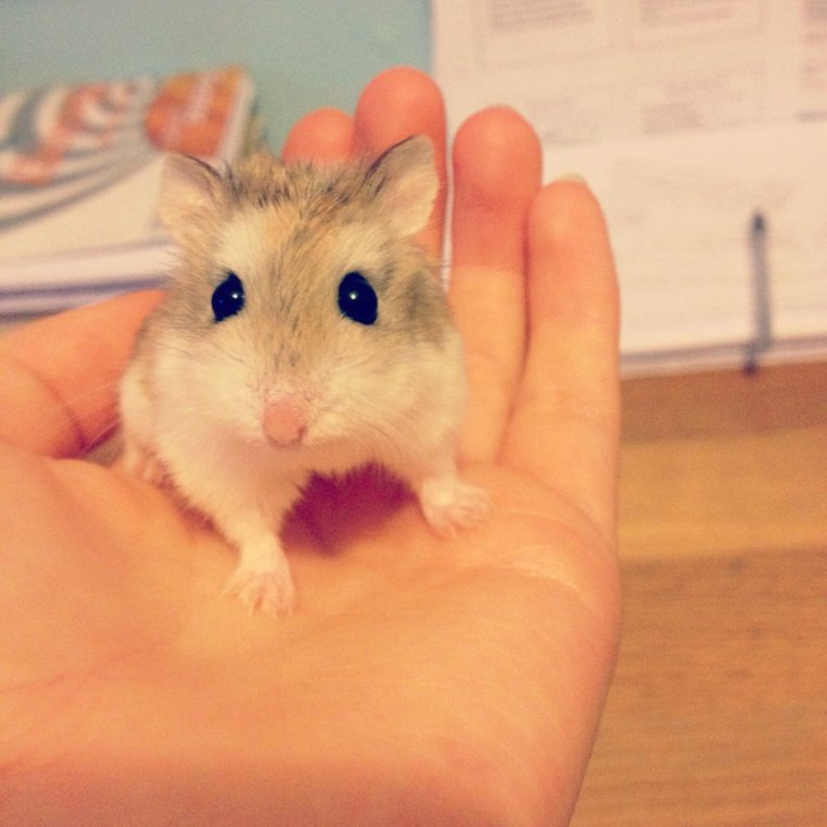 Маленькие джунгарские хомячки