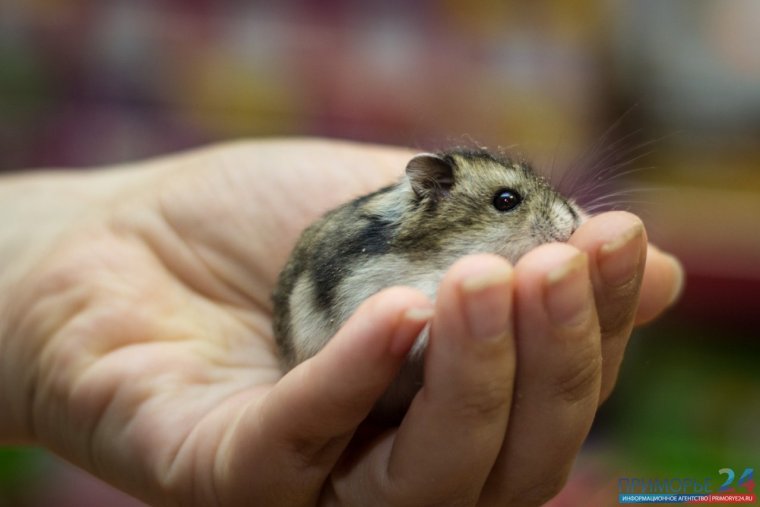 Джунгарский хомячок