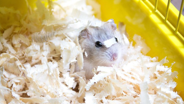 Норка джунгарского хомяка