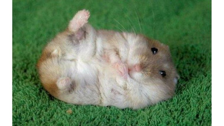 Хома хомячки джунгарики