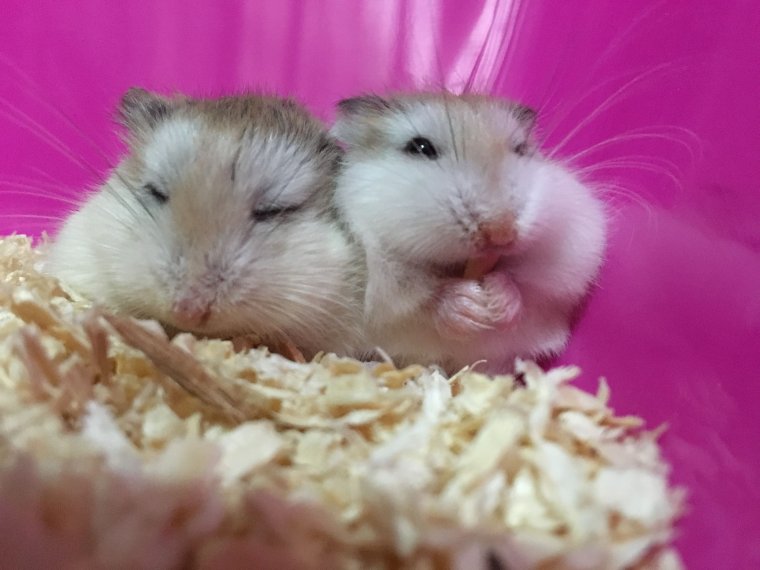 Roborovski Hamsters