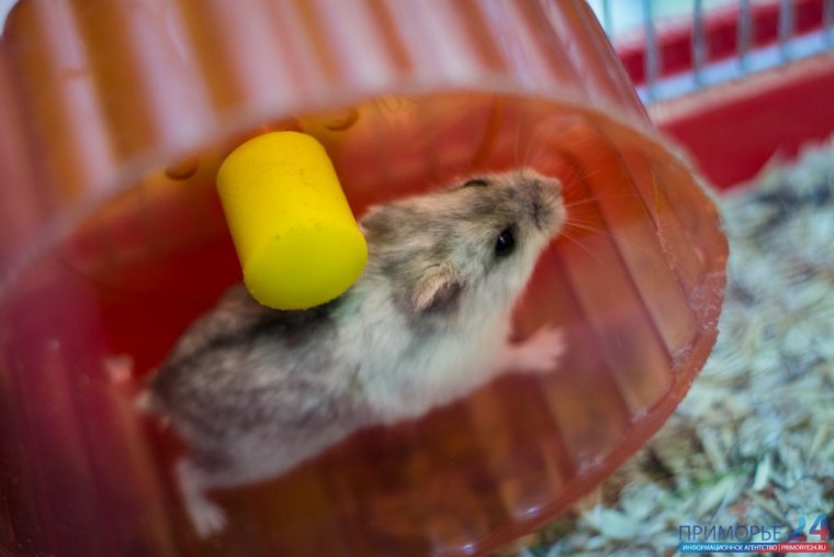 Домашние хомяки в Астраханской области