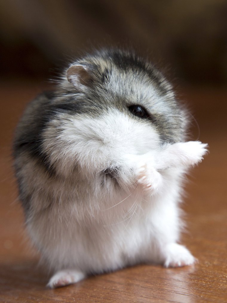 Мохноногие хомячки джунгарские