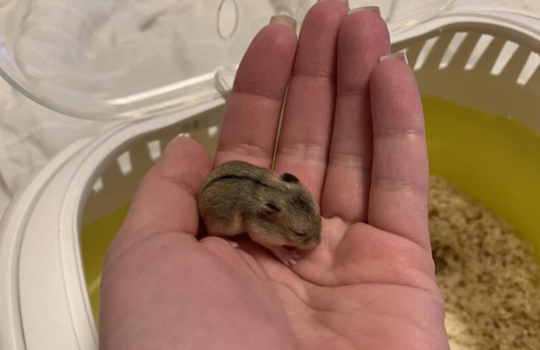 Джунгарский бурундук