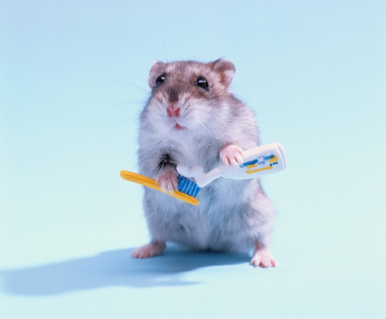 Джунгарик смешной